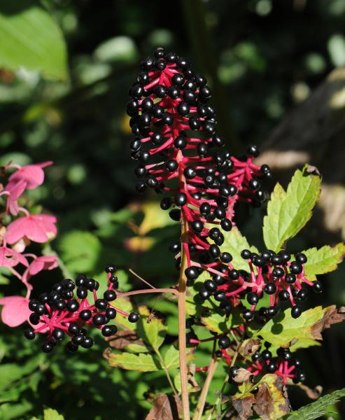 Actaea asiatica