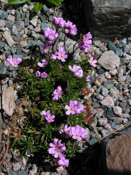 Androsace carnea