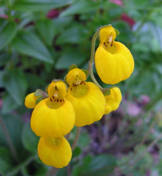 Calceolaria biflora