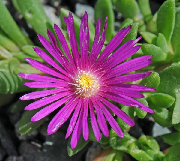 Delosperma 'John Proffitt'