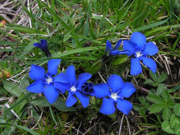 Gentiana verna, in the wilds of the Pyrenees.