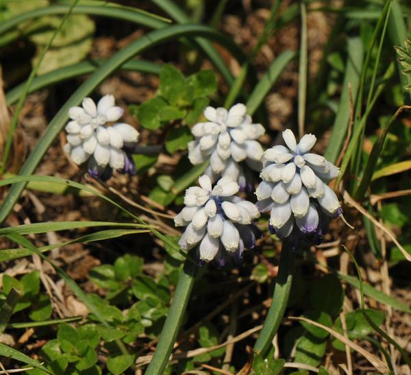 Muscari pallens, growing wild in the Greater Caucasus