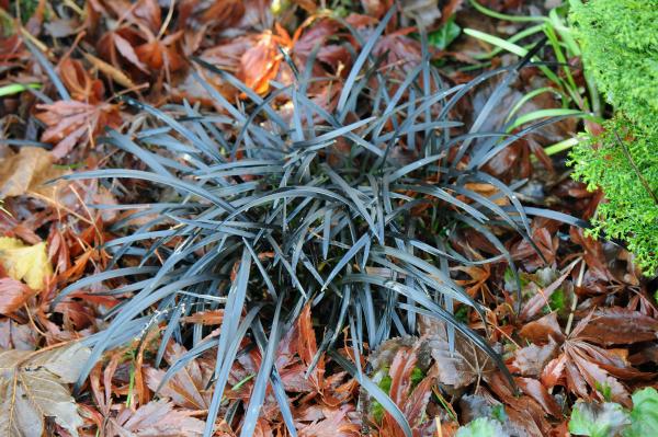 Ophiopogon planiscapus 'Nigrescens'