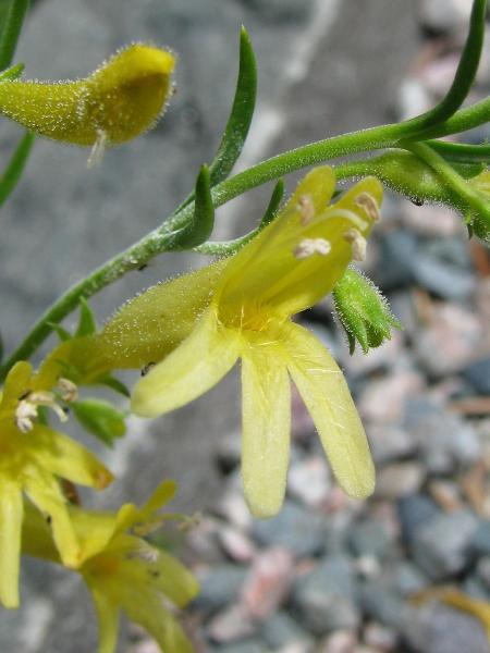 Penstemon pinifolius 'Mersea Yellow'