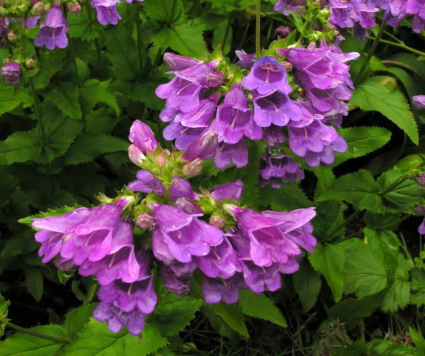 Penstemon serrulatus