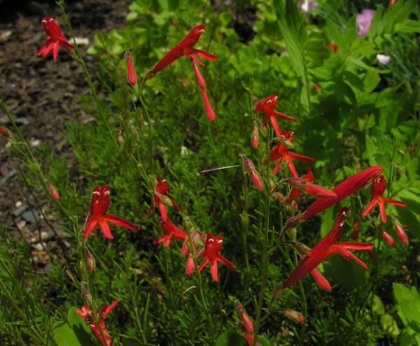 Penstemon pinifolius