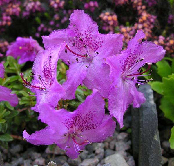 Rhododendron keleticum; photo by Todd Boland