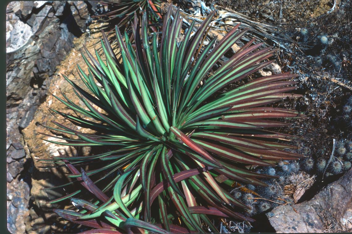 Agave colimana