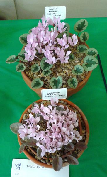 Cyclamen mirabile on the show table of an SRGC show.