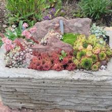 Cactus and Succulent Trough