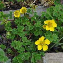 North American Rock Garden Society