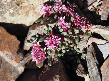 Calyptridium umbellatum var. caudiciferum,  the showier alpine variety.