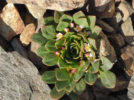 The crevice garden is designed to accommodate the deep root  systems of plants like this Claytonia megarhiza. 