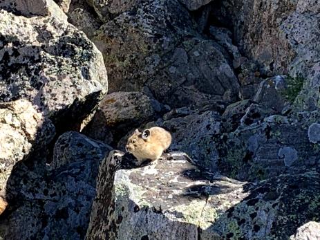 American Pika (Ochotona princeps), one of the most charismatic alpine animals. Photo: Emily Griffoul 