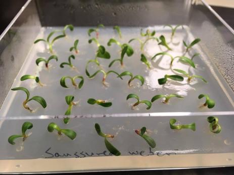Testing viability of Saussurea weberi seed