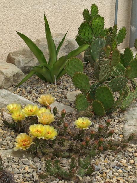 Yellow blooming Opuntia fragilis in front of Opuntia phaeacantha  in a raised gravel bed at Anhalt University, Bernburg.
