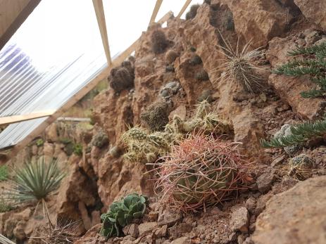 Winter view below a temporarily roofed crevice garden. Ferocactus cylindraceus anticipates spring in the foreground 