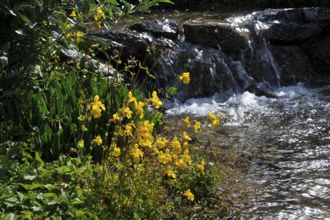 Yellow Mimulus sp. blooming by a waterfall