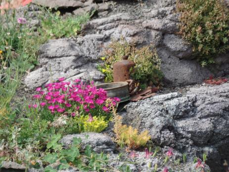 Concrete crevices make great homes for many rock garden plants.