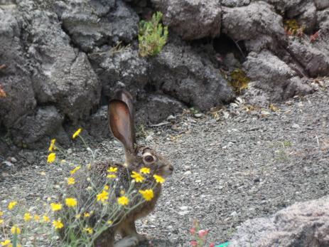 A jackrabbit visiting the garden