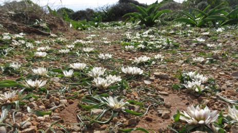 Androcymbium rechingeri covers the ground of Elafonisi in western Crete