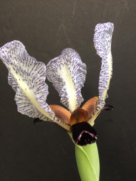 Iris paradoxa forma choschab