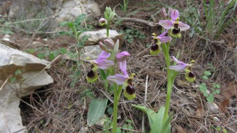 Ophrys tenthredinifera, one of the many orchid species on Mt.Hymettus