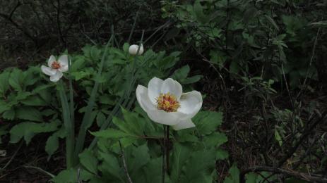 The cinnamon scented blooms of Paeonia rhodia