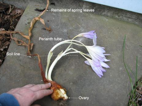Parts of a colchicum in bloom.