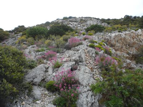 Centranthus ruber, Phlomis fruticosa and Euphorbia acanthothamnos on Mt.Hymettus