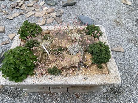 Trough featuring North American alpines