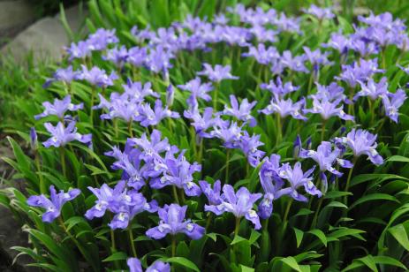 Iris cristata ‘Eco Bluebird’