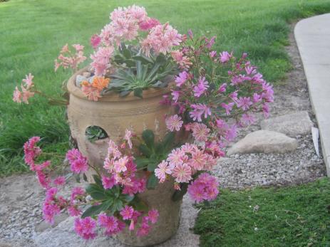 Assorted lewisias in a strawberry pot