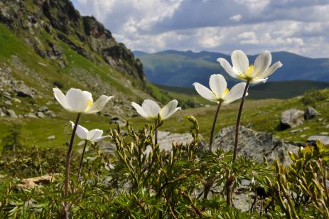 Pulsatilla alpina subsp. austroalpina