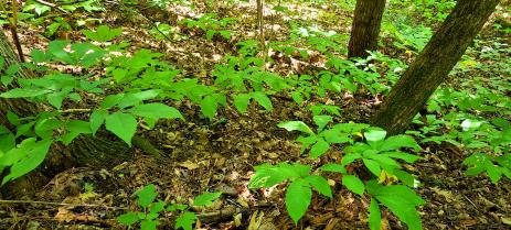 Aesculus parviflora in a shaded ravine.