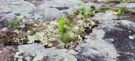 Lichen and plant communities on  dry sandstone .
