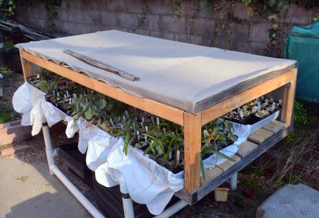 The bulb table with shade cloth and plastic trash bags under the flats to allow bottom watering 