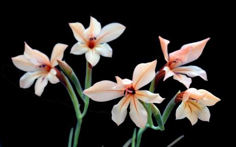Gladiolus miniatus
