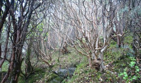 Thicket of Rhododendron thomsonii 