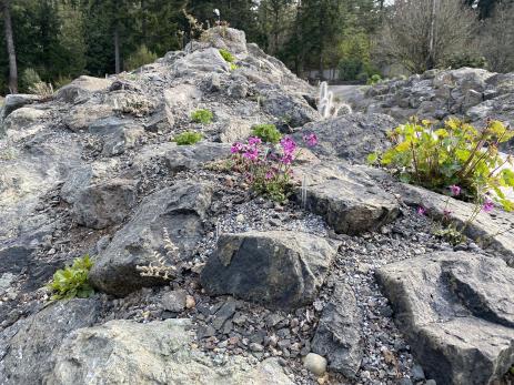Views of the new Heronswood rock garden.