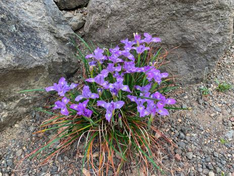 Iris thompsonii    
