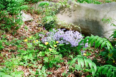 Phlox blooming by a stone