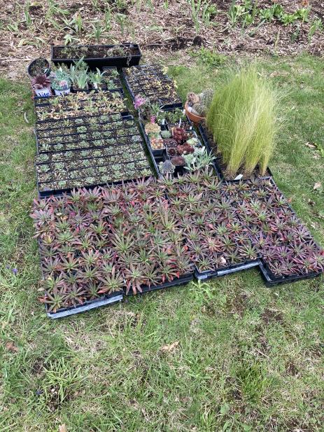 An assortment of plants ready to go into the new garden