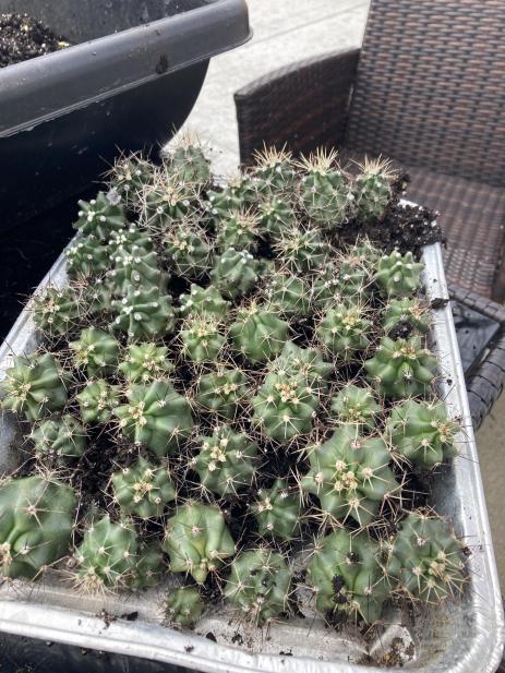 Echinocereus cactus ready for planting