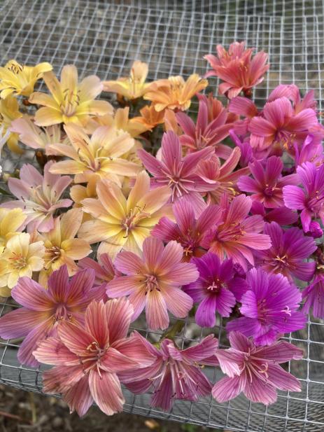 Diversity of flowers from Lewisia ‘Tutti Frutti