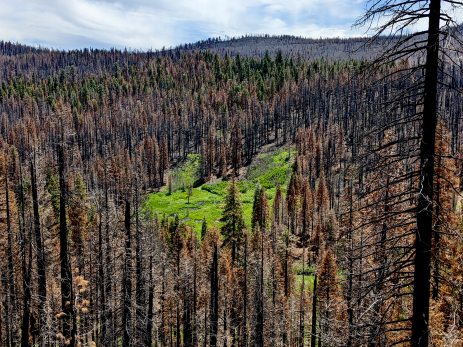 Montane meadows generally flourished in the wake of the Dixie Fire.