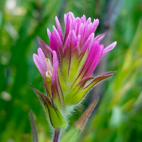 Lassen paintbrush (Castilleja lassenensis) is endemic to montane meadows near Lassen Peak.