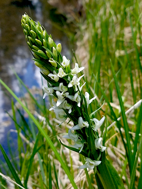 Sierra bog orchid (Platanthera dilatata var. leucostachys)