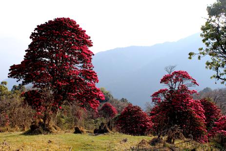 Rhododendron arboreum in bloom in the Singalila National Park near Darjeeling in early April.