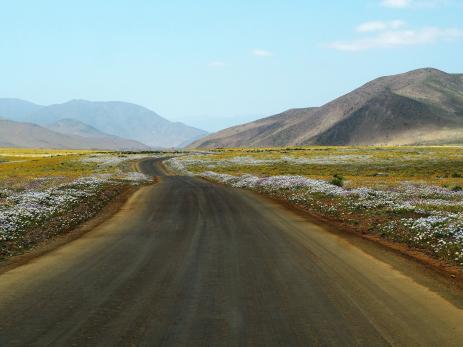 Road through the superbloom